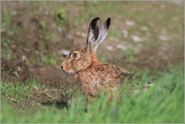 <p>ZAJÍC POLNÍ (Lepus europaeus)</p>